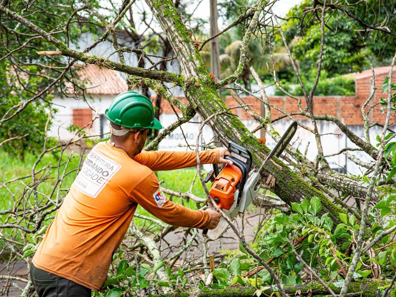 Tree removal in Iowa City area, IA